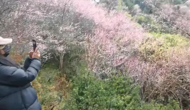 她摘下口罩和大妈合影一脸谦卑好低调mg不朽情缘49岁赵薇看梅花被偶遇(图8)